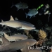 shark_whitetip_reef_mancg_ci_h_0042_cos0161.jpg